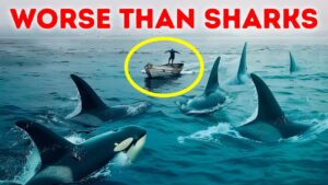 Why Orcas Suddenly Started Attacking Boats  YouTube