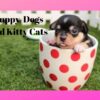 puppy dogs|kitty cats (compilation for 2019)