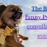 The Very Best compilation of Cute and Funny Puppy 2021