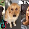 TIK TOKS THAT MAKE YOU GO AAWWW  ~ Funny Dogs of TikTok Compilation ~ Cutest Puppies