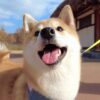 Shiba Inu Dogs Trip To South Korea (6 Month Compilation)