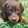 Relaxing puppy TV - No stress - shelter dog compilation - soothing music