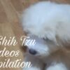 Our shih Tzu videos compilation