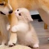 New  Funniest Cats And Dogs Videos  Best Of The 2023 Funny Animal Videos  - Cutest Animals Ever