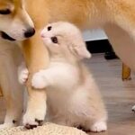 New  Funniest Cats And Dogs Videos  Best Of The 2023 Funny Animal Videos  - Cutest Animals Ever