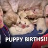 Most Emotional Puppy Births  - Compilation - Full Episode - Bondi Vet