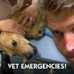 Most Dramatic Medical Emergencies - Compilation - Bondi Vet