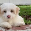 Maltipoo Puppy Compilation