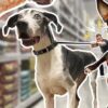 Homeless Dogs getting EVERYTHING they Touch at the Pet Store!  ( Adorable Compilation )