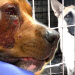 Vets Fight for Animal Abuse Survivors  - Bondi Vet Compilation - Bondi Vet