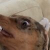 Hilarious Sausage Dog Video Compilation Try To Not Laugh Miniature Weiner Dachshund Teckel Dog Happy