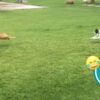 Hilarious Cat CHASES Dog  - FUNNIEST Animals and Pets