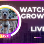 Golden Retriever Puppy Compilation LIVE