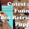 Golden Retriever Puppy Compilation