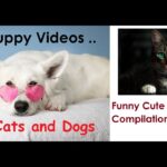 Funny and Cute Dog & Cat Compilation videos  Funny Puppy Videos #4