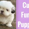 Very Best Cute and Funny Puppy Compilation