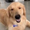 Funny And Cute Golden Retriever Puppies Compilation for 1 hour By Puppies Planet