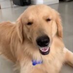 Funny And Cute Golden Retriever Puppies Compilation for 1 hour By Puppies Planet