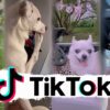 Funniest Dogs of TikTok ~ Try not to Laugh ~ Cutest Puppies ~Doggos TikTok Compilation ! #4