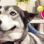 FUNNY Husky Moans for Scratches  - BEST Cat & Dog Videos 2023