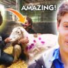 Unbelievable Animal Transformations - Compilation - Bondi Vet