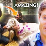 Unbelievable Animal Transformations - Compilation - Bondi Vet