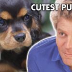 Cuteness Alert! Best Ever Puppy Stories   - Compilation - Bondi Vet