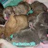 Compilation Puppy Frenchies Family Nursing Milk 7 Days Old Original Audio