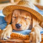 CUTEST Puppy Compilation Video for Dogs to Watch - Deep Relaxing Dog Music - For Separation Anxiety