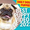 Best Puppy Compilation of 2022 - Daily dose of puppies -