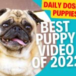 Best Puppy Compilation of 2022 - Daily dose of puppies -