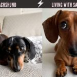 Best Dachshund Dogs Video compilation  Naughty Sausage Dogs  Living with Dachshund Wiener Puppies