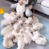 Baby Dogs 30 Minutes Funny and Cute Puppy Videos Compilation