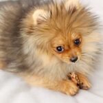 1 HOUR OF POMERANIANS PLAYING - POMERANIAN PUPPY COMPILATION VIDEO