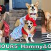 *2 HOURS* Hammy & Olivia Corgi TikTok Videos 2023 - Best Hammy and Olivia TikTok Compilation