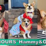 *2 HOURS* Hammy & Olivia Corgi TikTok Videos 2023 - Best Hammy and Olivia TikTok Compilation