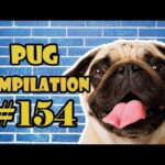 Pug Compilation 154 - Funny Dogs but only Pug Videos - Instapug