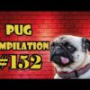 Pug Compilation 152 - Funny Dogs but only Pug Videos - Instapug