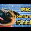 Pug Compilation 144 - Funny Dogs but only Pug Videos - Instapug