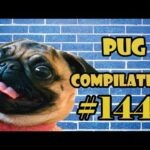 Pug Compilation 144 - Funny Dogs but only Pug Videos - Instapug