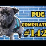 Pug Compilation 142 - Funny Dogs but only Pug Videos - Instapug