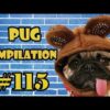 Pug Compilation 115 - Funny Dogs but only Pug Videos - Instapugs