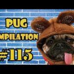 Pug Compilation 115 - Funny Dogs but only Pug Videos - Instapugs