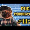 Pug Compilation 112 - Funny Dogs but only Pug Videos - Instapugs