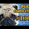 Pug Compilation 106  - Funny Dogs but only Pug Videos - Instapugs