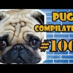 Pug Compilation 106  - Funny Dogs but only Pug Videos - Instapugs