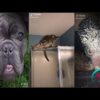 Funniest Animals Videos  Best of 2023. Cats and Dogs. TikTok Compilation.