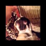 Dog Vines   Most Amazing 30 MINUTES of Dogs and Puppy Vines Compilation!