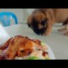 Cute Baby puppy funny with him