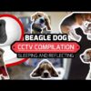 Beagle Dogs CCTV Compilation: Sleeping and Reflecting.